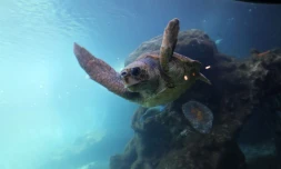Tortues Kélonia