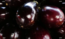Fruits et légumes