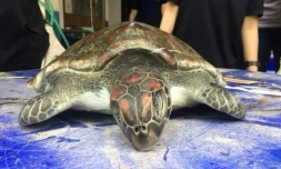 Tortue morte plastique