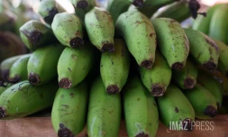 pénurie de banane 