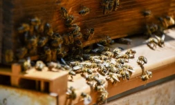 Le Port : les abeilles sentinelles sont à l'honneur