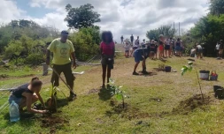 Casabona : près de 200 pie dbwa plantés ce dimanche 