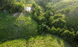 Vue aérienne des cultures de coca à Tibu, en Colombie, prÚs de la frontiÚre vénézuélienne, le 8 octobre 2023
