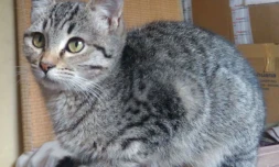 Animaux à adopter auprès du PA d'AC