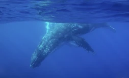 Photographie Asae bv