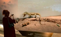 Une réplique de Lystrosaurus au muséum d'Histoire naturelle d'Abu Dhabi, aux Emirats arabes unis, le 22 novembre 2025 ( AFP / Giuseppe CACACE )