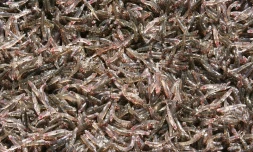 Bichique
