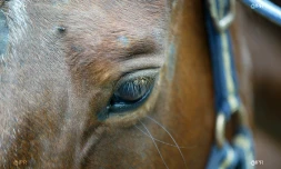 Cheval