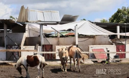 cyclone garance chevaux 