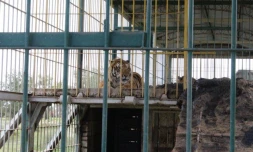Argentine : quatre tigres du Bengale enfermés dans un wagon de cirque