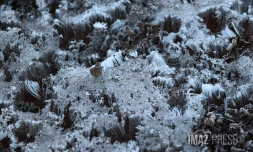 Hiver austral : i fé fré dann lé o La Rényon [?]