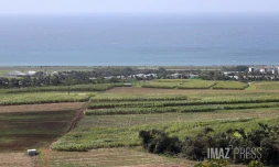 agriculture canne sainte-marie