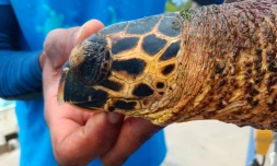 Deux nouvelles pensionnaires en deux jours chez Kélonia