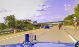 Aux États-Unis, un cowboy attrape au lasso une vache sur l’autoroute