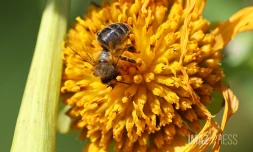 Abeille