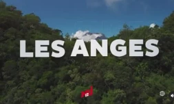 La prochaine saison de l'émission Les Anges de la téléréalité aura lieu... à La Réunion