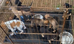 Maltraitance animal à Saint-André : 8 chiots maltraités et stockés dans un squat