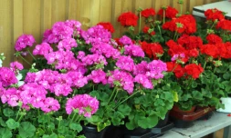Appel à candidature marché aux fleurs