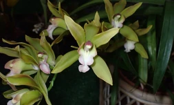 Saint-Pierre : exposition d’orchidées au Moulin à Café 