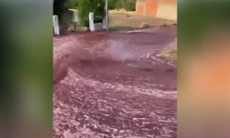 Un torrent de vin rouge déferle sur les rues du Portugal