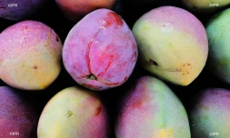 reportage légumes et fruits 