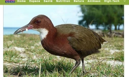 Aux Seychelles, un oiseau est revenu d'entre les morts