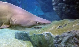 Requins