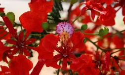 fleurs de flamboyants 