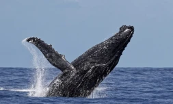 Les baleines font toujours le show Ă  Saint-Gilles