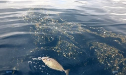poisson mort 