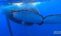 baleine Ă  la pointe au sel juillet 2022