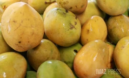mangue josé