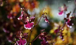 salon Flore et halle