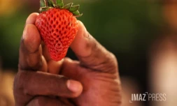 fraises 