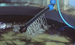 Le premier caviar africain, produit à Madagascar