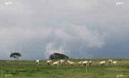 Vaches 