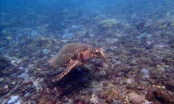Bassin Pirogue : une tortue imbriquée récupérée par Kélonia