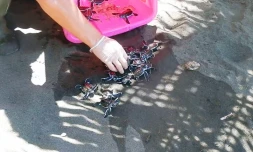 Tahiti : un nid de tortues marines découvert dans un jardin