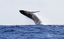 contrôle des approches de baleines 