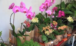 festi-plantes à saint andré thème bien être