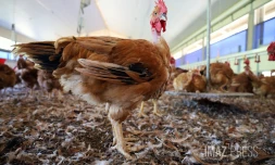 ferme de poulet bio péi 