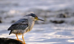 Bois de pomme / Giovanni POULBASSIA