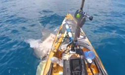 Hawaï : attaqué par un requin, un pêcheur en kayak filme la scène impressionnante [?]