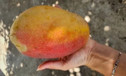Mangue auguste d'un kilo