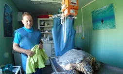 Tortue, imbriquée, Victoria, soignée, Kélonia, hameçon