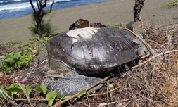 Tortue sans tête 