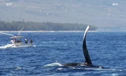 Baleines