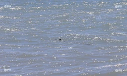 Requins rivière du mat