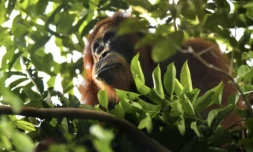 Blessé au visage, un orang-outan de Sumatra s'est soigné avec un pansement fabriqué à partir d'une plante médicinale ( AFP / CHAIDEER MAHYUDDIN )