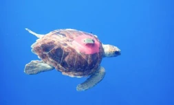 Parrainage tortues